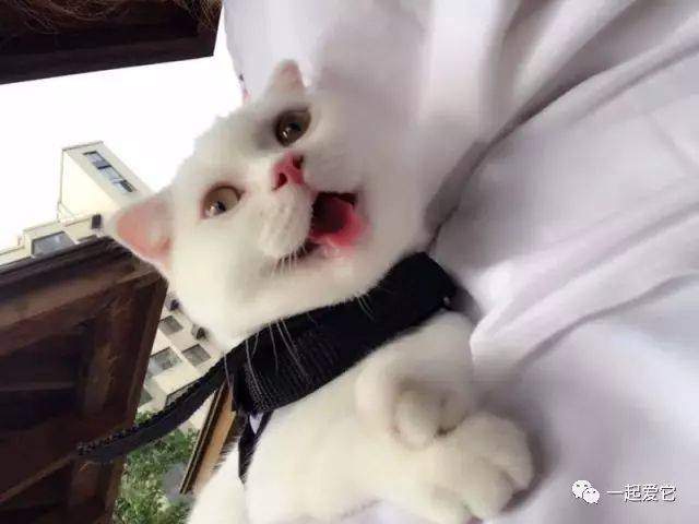 宠爱故事 | 猫咪有一种让人变得更年轻的魔力