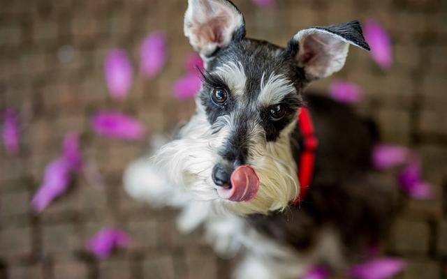 雪纳瑞智商排名_雪纳瑞造型图片(3)