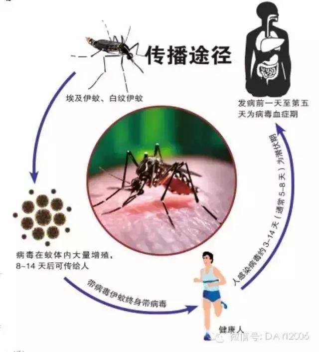 登革热的传播途径