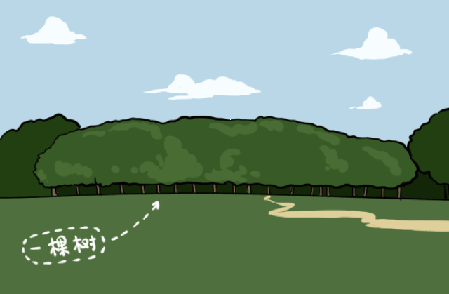 一棵榕树便造就一片森林,究竟如何做到的?