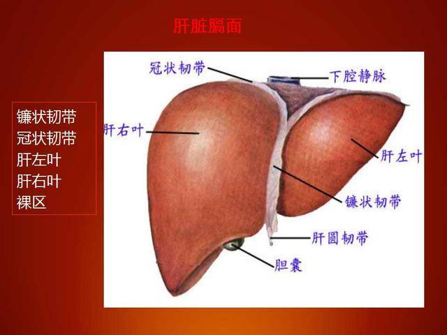 如何锻炼大脑前额叶皮质 d0e7593376fa4ba7a5af3c9674c1395d.jpeg