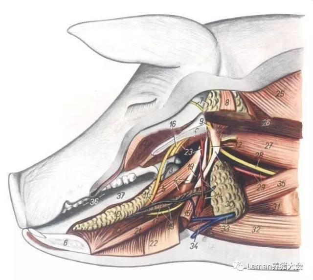 图1.猪头部的解剖,其中大唾液腺为7.腮腺,10.舌下腺和30.