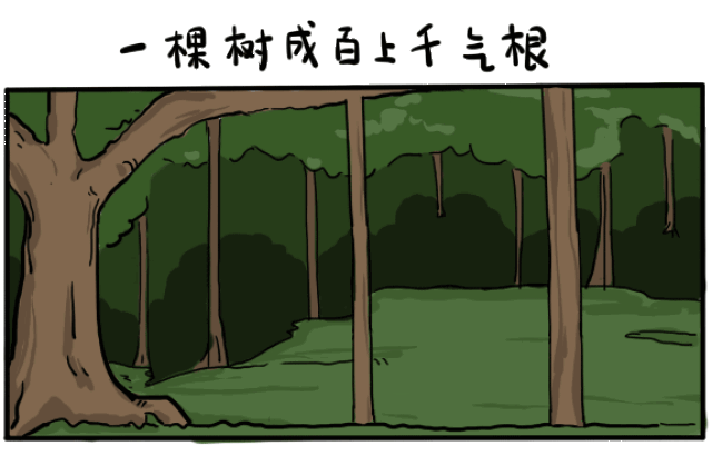 一棵榕树便造就一片森林,究竟如何做到的?