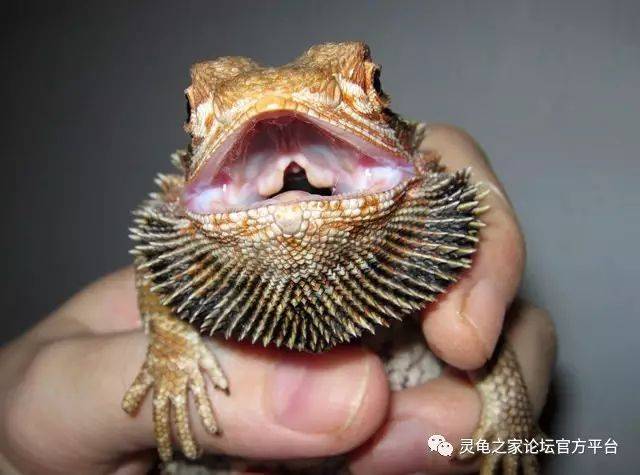 鬃狮蜥突然发黑怎么办?解密小狮子体色变黑的真相