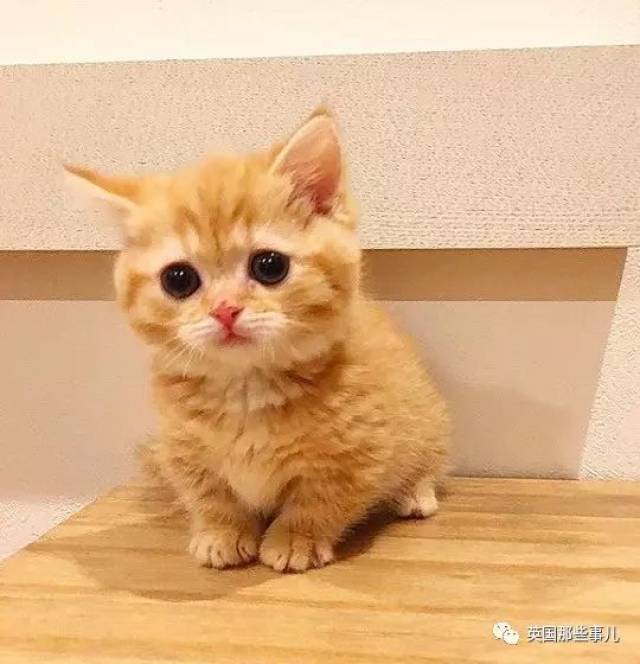 她家养了一对短腿小橘猫,每天也是要被萌到血槽清零了