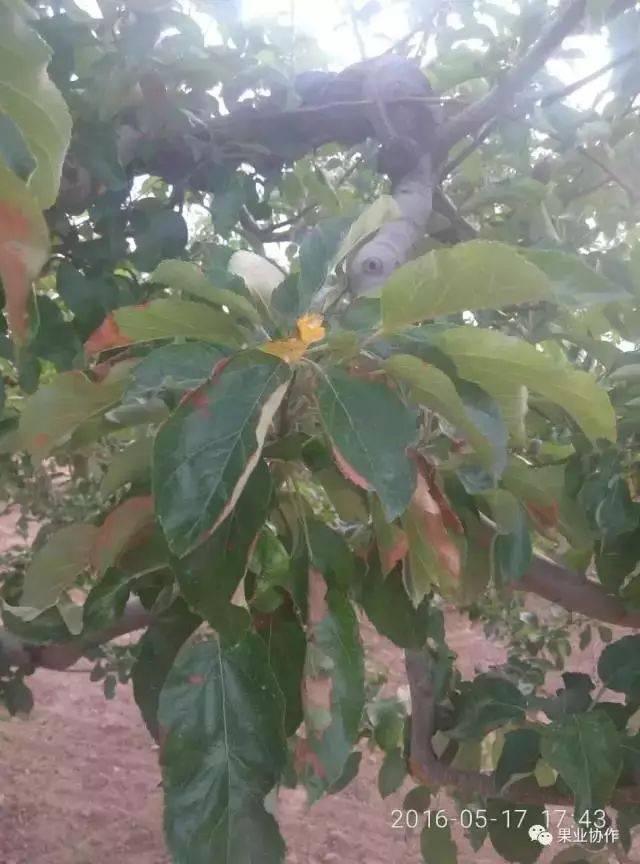 苹果树病虫害识别图谱,不认识就赶快来看看吧