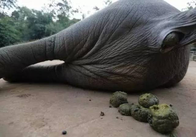 你嗜臭如命,但你会真的吃屎吗?