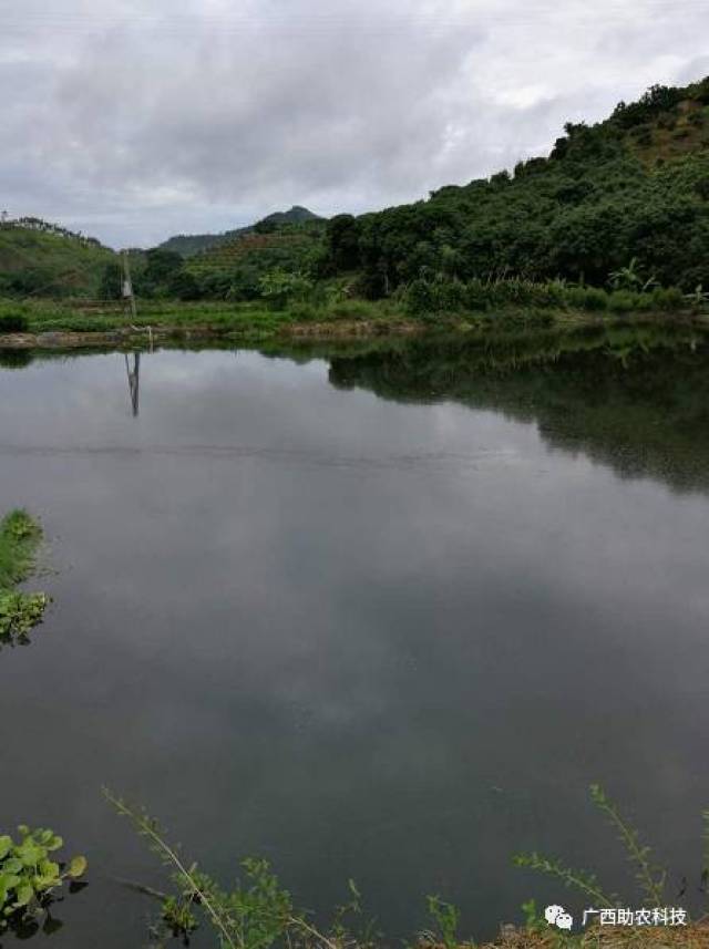 现代生态养殖案例——广西灵山县檀圩镇黄庆猪场运用现代生态养殖技术