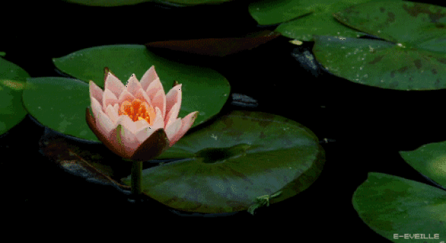 4dfbf09b4bd34e7bac3b9d998ae638e1.gif