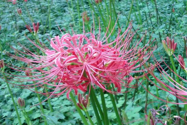 曼珠沙华,别名红色彼岸花(Lycorisradiata)、又