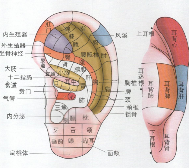 中医观耳察病识健康,看耳朵就知道你哪里有问题,一招让你养生又健康