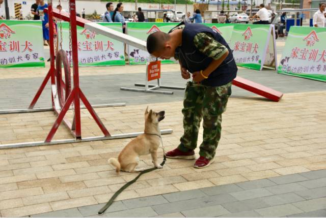 家宝训犬带来的现场表演