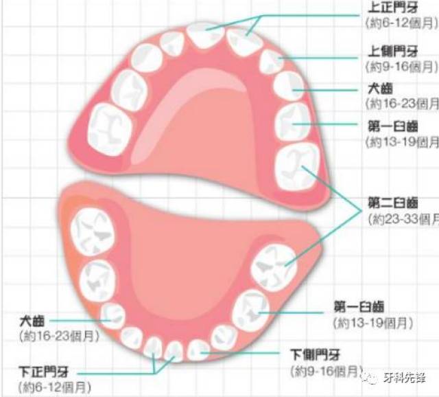 "六龄齿"窝沟封闭,保护最强大的四颗牙