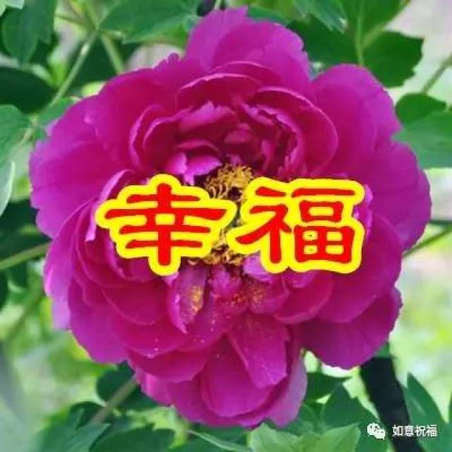 一朵好运花,好运连连