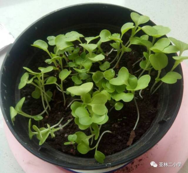 播种绿色 实践成长---亚林二小学植物栽培作业