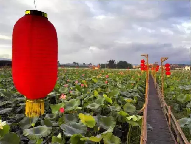 清远旅游好去处——荷花小镇