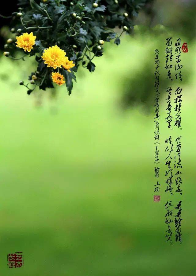 《卜算子》雏菊