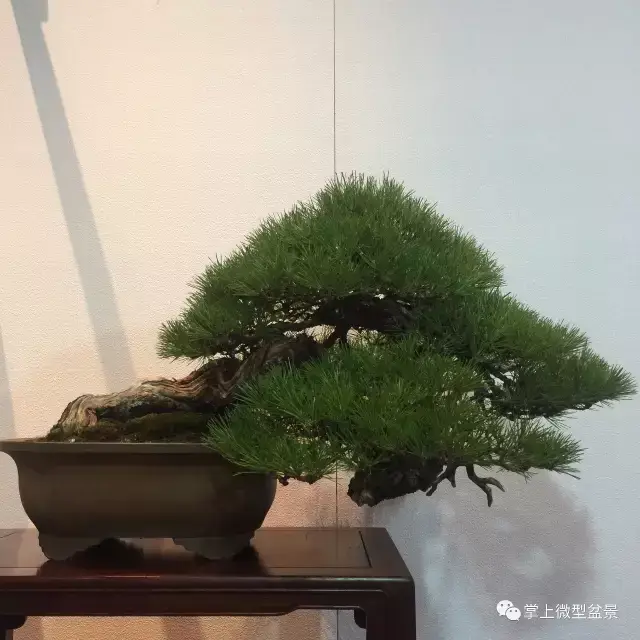 ˮʽ辰뾫Ʒ