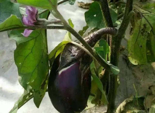茄子与茄子花.