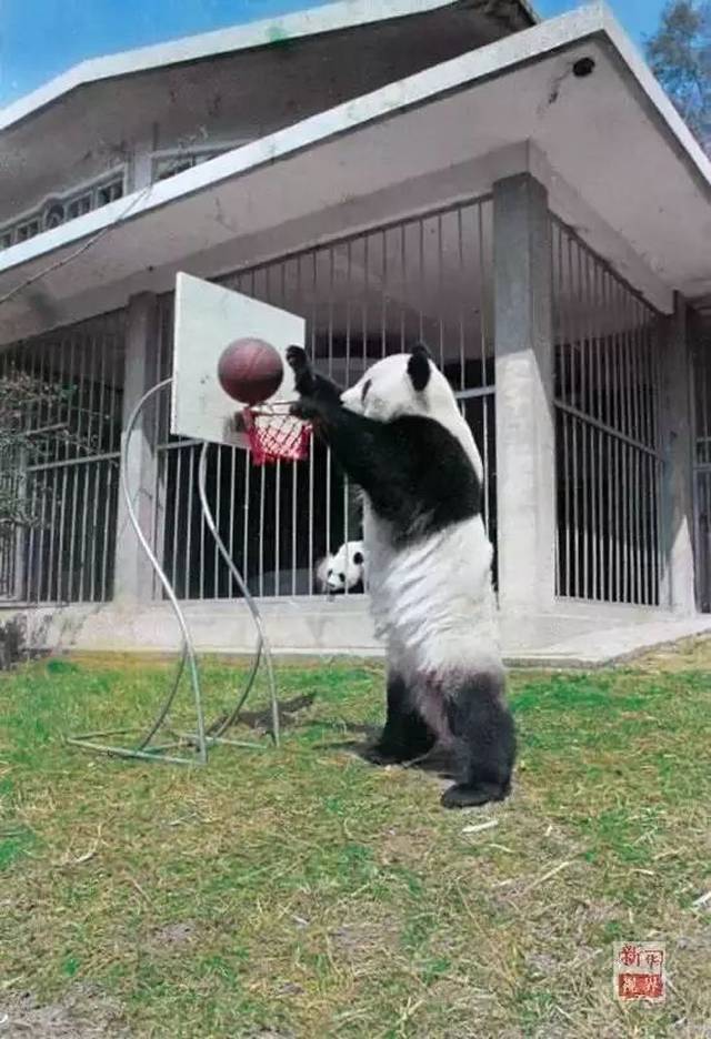 昨天,那只给你留下无数美好童年记忆的大熊猫走了
