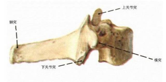 由于其棘突很长,末端不分叉而呈结节状,隆突于皮下,而被称为隆椎,它