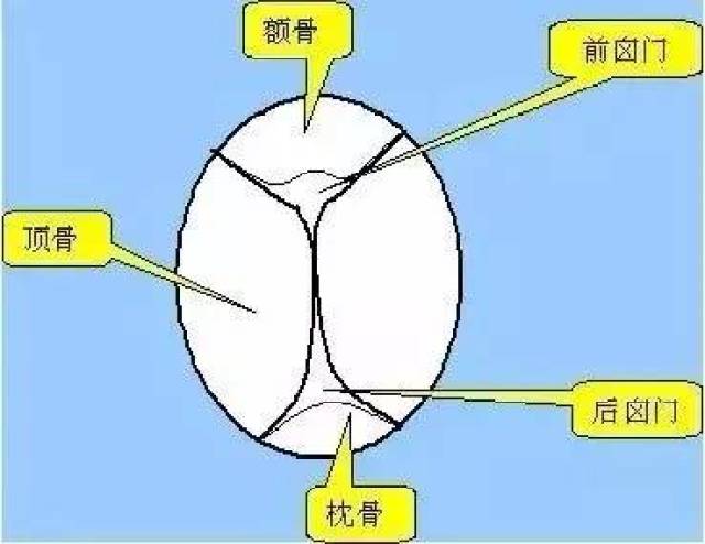 后卤门在宝宝出生时已接近闭合,或仅可容纳指尖,约在出生后2-4个月