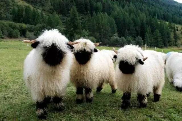 blacknose),它们是瑞士瓦莱地区培育出来的一个山羊品种