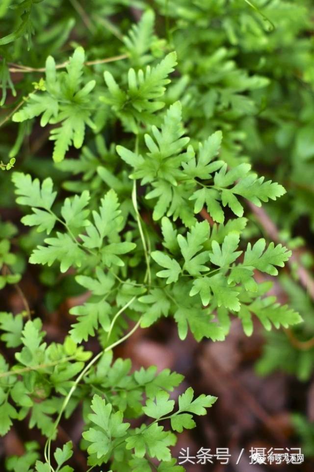 尤溪山野间这种似铁丝藤样的植物,却是味中药!你认识吗?