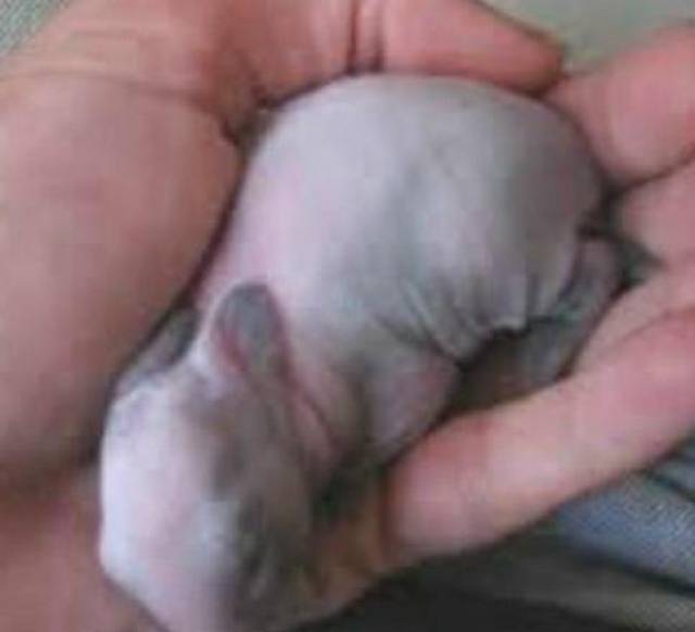 走近之后发现这小东西好像是只刚出生的小老鼠!