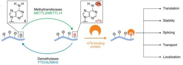 实验设计不严谨,大牛也错认了rna甲基化相关酶!