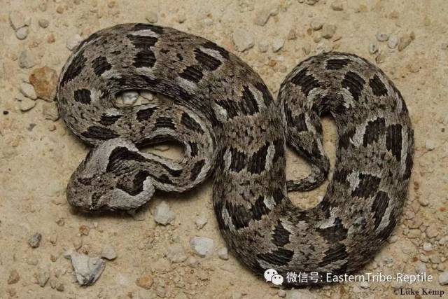 【东邪图鉴】非洲毒蛇の致命萌胖子家族:咝蝰属 bitis