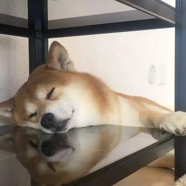 日本一只狗微笑起来像天使,躺下却像老人