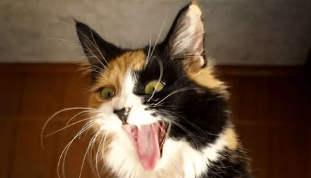 猫咪生气的表现