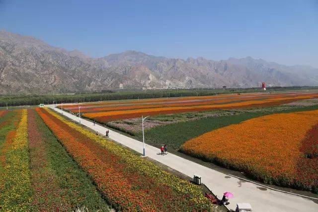 好消息!呼市包头之间新开2000亩七彩大地花海世界,快看看在哪里?