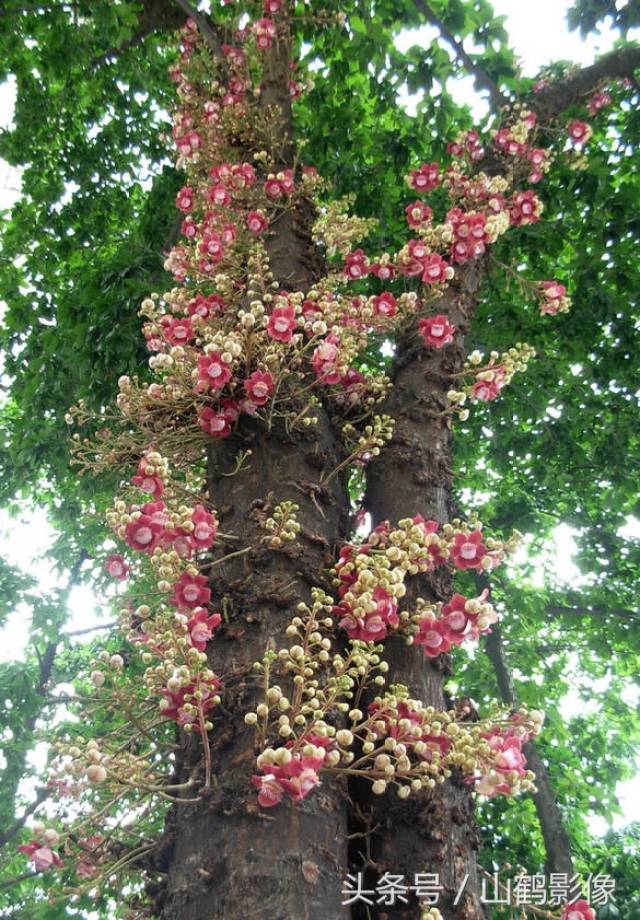 印度教徒认为炮弹树是圣树,因其花看起来像娜迦,种植于湿婆神庙宇.