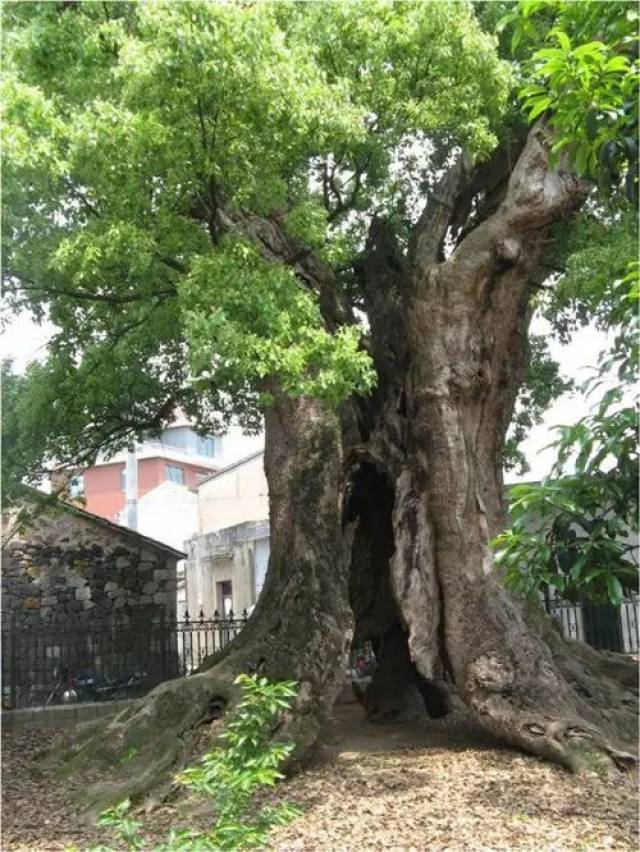 【追溯】宁波的市树市花是什么?33年前,这个会议给出了答案