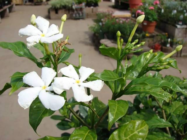 朋友的栀子花养了78年才知道是狗牙花冒充的
