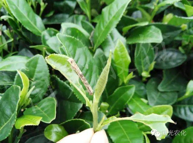 3,茶饼病:该病主要危害茶树幼嫩的芽叶和嫩茎,在嫩叶表面出现浅绿或