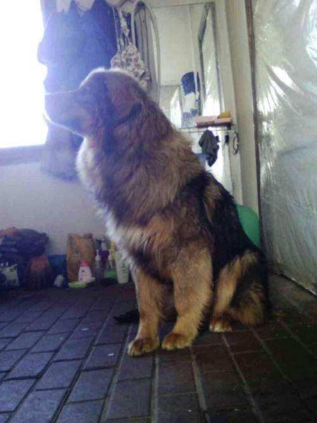 中华田园犬的北方品系:垂耳东北大笨狗,颜值,气质完全