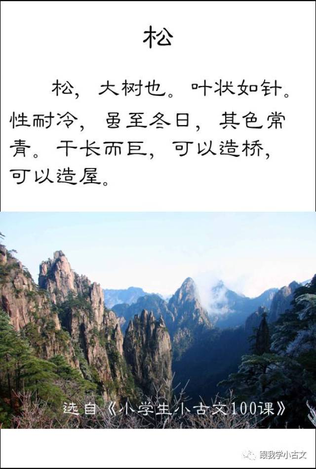 叶状如针.性耐冷,虽至冬日,其色常青.干长而巨,可以造桥,可以造屋.