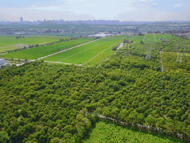 壁纸 草原 成片种植 风景 植物 种植基地 桌面 600_450 gif 动态图 动