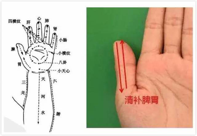 下面,我给大家介绍几个常见的小儿推拿的部位,大家可以在家试一试