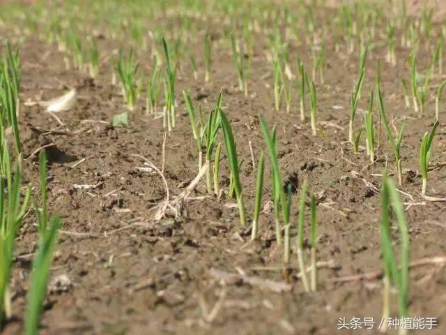 种植大蒜要高产,就要打破蒜种休眠