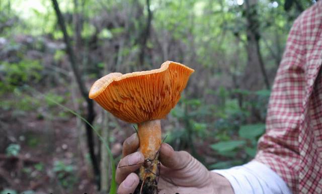 独山松菇 脆嫩鲜香独一份