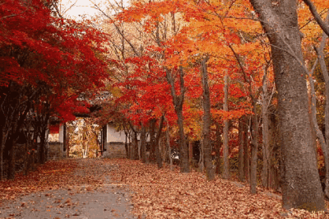 背景 壁纸 枫叶 红枫 绿色 绿叶 树 树叶 植物 桌面 400_266 gif 动态