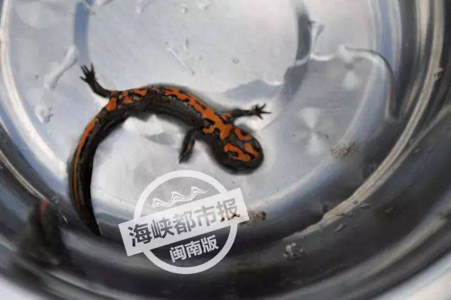 永春有人发现迷你娃娃鱼?别被骗了!这玩意儿有毒!
