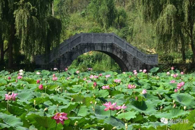 今天,到务川龙潭古寨,赏荷,寻味遵义 · 仡佬"三幺台"