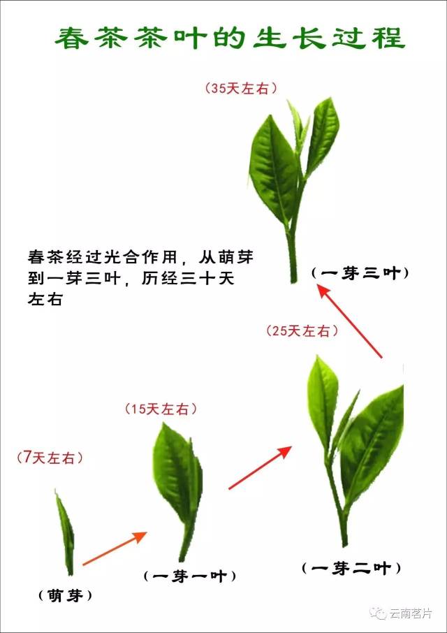 第二:不同季节茶叶的生长特点