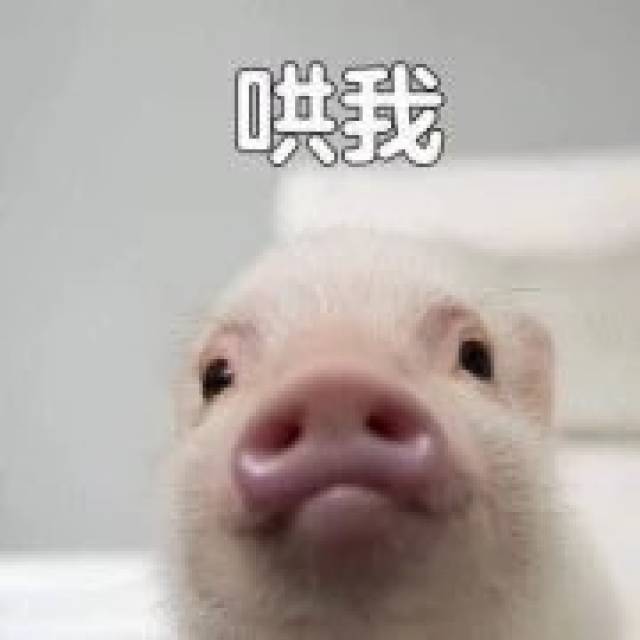 大家都在用的敲可爱的猪表情包