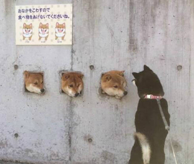 搞笑图片国外一只柴犬一脸委屈样萌坏了
